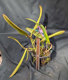 Cattleya labiata 'Sarasota' (8" basket) <br> (C. labiata 'Sherwood Forest' x self)