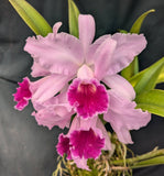 Cattleya labiata 'Sarasota' (8" basket) <br> (C. labiata 'Sherwood Forest' x self)