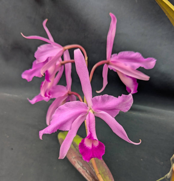 Cattleya lawrenceana color (6