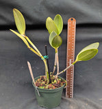Cattleya loddigesii 'Sarasota' (5"p)