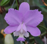 Cattleya loddigesii 'Sarasota' (5"p)
