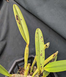 Cattleya lueddemanniana 'Inge' (8"b)