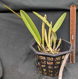 Cattleya lueddemanniana 'Inge' (8"b)
