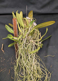 Cattleya lueddemanniana s/a Stanley type (mounted)