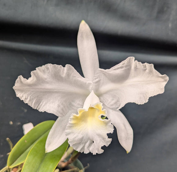 Cattleya lueddemanniana alba (5