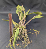 Cattleya lueddemanniana coerulea 'Graf's Splash' (5"p)