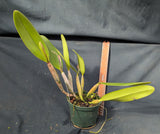 Cattleya lueddemanniana coerulea 'Henrique' (5)