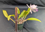 Cattleya lueddemanniana coerulea (6"p) <br> Cattleya lueddemanniana ('Maria Cecilia' x 'Mariauxi')