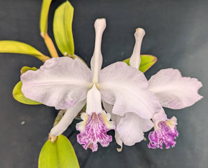Cattleya lueddemanniana coerulea (6"p) <br> Cattleya lueddemanniana ('Maria Cecilia' x 'Mariauxi')