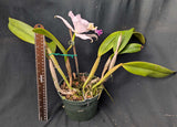 Cattleya lueddemanniana coerulea 'Sarasota Fall' (6"p)