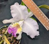 Cattleya lueddemanniana coerulea 'Sarasota Fall' (6"p)