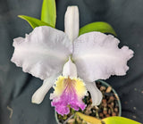 Cattleya lueddemanniana coerulea 'Sarasota Fall' (6"p)