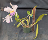 Cattleya lueddemanniana coerulea 'Azulita' (5"p)