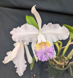 Cattleya lueddemanniana coerulea 'Azulita' (5"p)