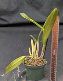 Cattleya lueddemanniana coerulea (5"p)