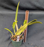 Cattleya lueddemanniana coerulea (5"p)