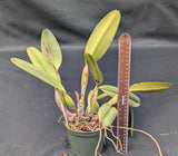 Cattleya lueddemanniana (5"p)