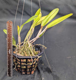 Cattleya lueddemanniana 'Cerro Verde' (8"b)