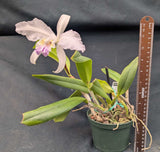 Cattleya lueddemanniana semi-alba (5"p)