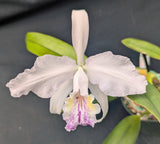 Cattleya lueddemanniana semi-alba (5"p)