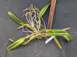 Cattleya lueddemanniana s/a Stanley type (BR)