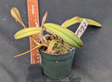 Cattleya luteola (4"p)