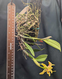 Cattleya luteola (mounted)