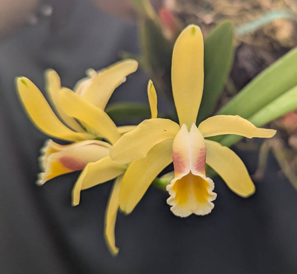 Cattleya luteola (mounted)