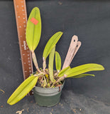 Cattleya maxima (4"p)