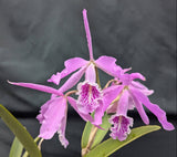 Cattleya maxima (4"p)