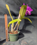 Cattleya mendelii 'Orquifollajes' (6"p)