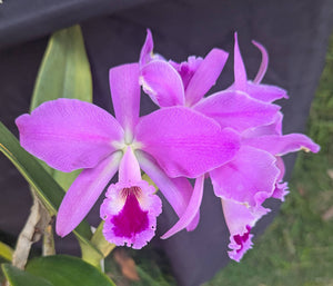 Cattleya mendelii 'Orquifollajes' (6"p)