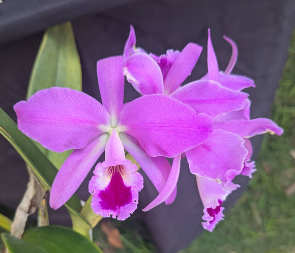 Cattleya mendelii 'Orquifollajes' (6