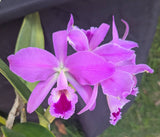 Cattleya mendelii 'Orquifollajes' (6"p)