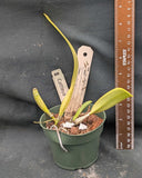 Cattleya mendelii (4"p)