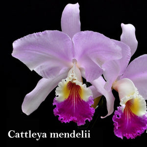 Cattleya mendelii 'Valeria Maria' AM/AOS x 'Bucheramanga' (2"p)