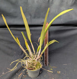Cattleya mossiae coerulea 'Ayala x Maracay' (4" pot)
