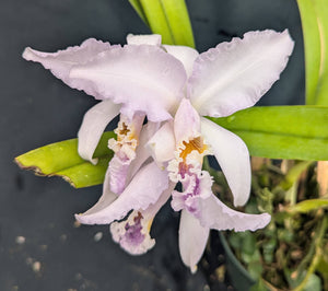 Cattleya mossiae coerulea 'Claudia' (6" pot)