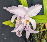 Cattleya mossiae coerulea 'Claudia' (6" pot)
