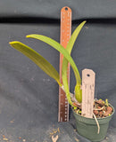 Cattleya mossiae coerulea (4" pot)