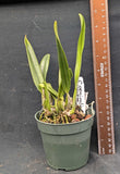 Cattleya percivaliana coerulea 'Ondine x Maui Sky' (4"p)