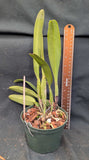 Cattleya percivaliana semialba 'Inge' AM/AOS (5" pot)