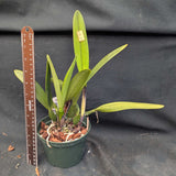 Cattleya percivaliana semialba 'Inge' AM/AOS (5" pot)