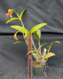 Cattleya porphyroglossa  (4"p)