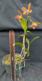 Cattleya porphyroglossa  (6"p)