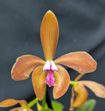 Cattleya porphyroglossa  (6"p)