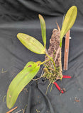 Cattleya rex (mounted)