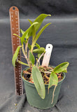 C. schofeldiana 'Sarasota' (6"p)