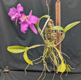 Cattleya skinneri 'Casa Graf' (mounted)