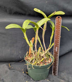 Cattleya skinneri 'Casa Graf' (6" pot)